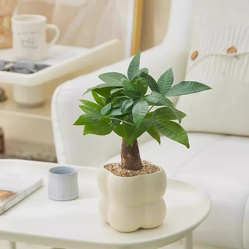 中梦绿植室内花卉盆栽办公室桌面摆件小盆景植物发财树 发财树 四方