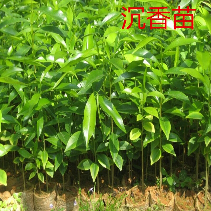 芗苒沉香树苗盆栽地栽苗南北方种植黄花梨苗金丝楠木苗绿化苗木行道树