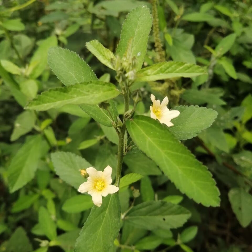 野生黄花稔白背黄花稔拔毒散拔脓消生肌草梅肉草500克包邮 500克 整棵