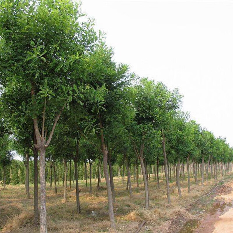 十家香国槐树苗庭院树绿化龙爪槐树苗垂枝槐树苗耐寒黄金槐耐寒植物