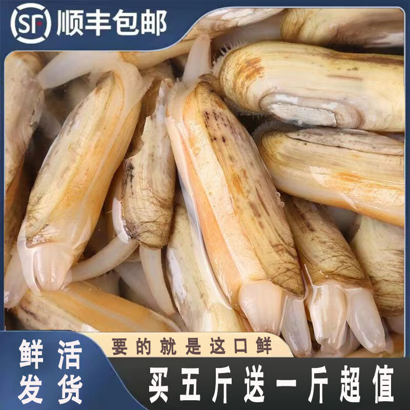 蟶子鮮活6斤野生大竹節(jié)海蟶子肉肥海鮮水產(chǎn)雙頭蟶子貝殼類海蟶子 2500g 買五斤囎一斤【實發(fā)6斤】