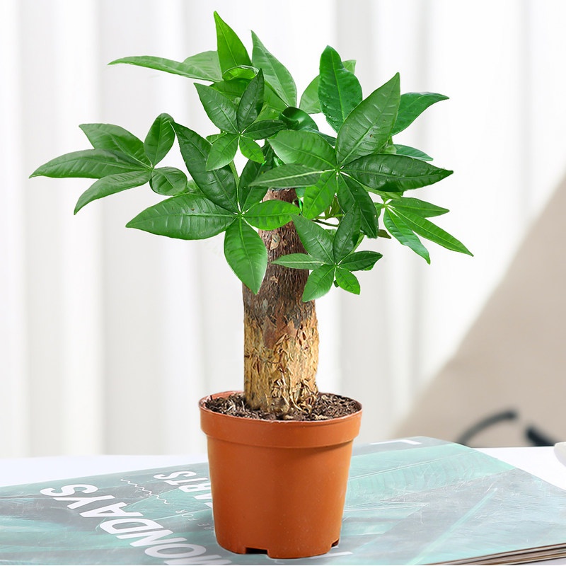 瑰玮发财树小盆栽花卉绿植物办公室内吸甲醛绿萝文竹水培树好养 单杆