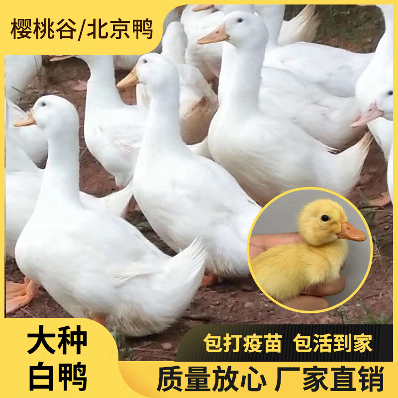 白鸭活北京大白鸭活物大种白毛鸭活体桂柳白鸭肉鸭幼 买7 3只到手10只