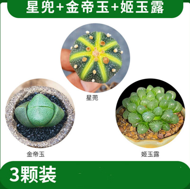 墨一(moyi)玉露多肉植物樱水晶室内小盆栽肉肉花卉绿植稀有品种 星兜