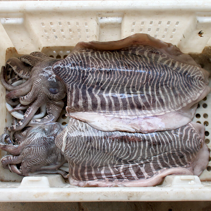 鲜木2-9斤大墨鱼超大青岛海鲜鲜活八爪鱼乌贼目鱼新鲜卤水墨鱼 一条4