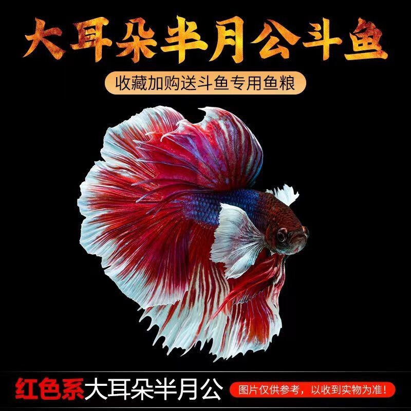 斗鱼活鱼泰国斗鱼小型热带鱼淡水鱼宠物观赏活体 红色系大耳朵半月公