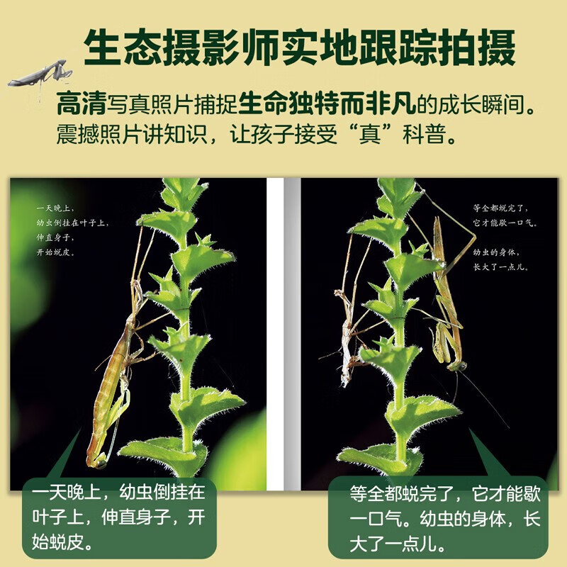 生命的故事 高清实拍昆虫科普大百科 3-8岁幼儿园自然科学早教启蒙全书儿童绘本 小学生课外阅读动物世界获奖图书 无穷小亮、人民日报推荐 生命的故事 第1辑（10册）