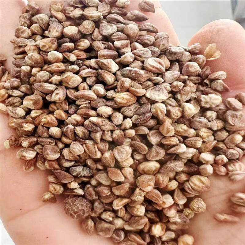 芗苒桧柏树苗用种子绿化行道树种籽籽 桧柏种子一斤