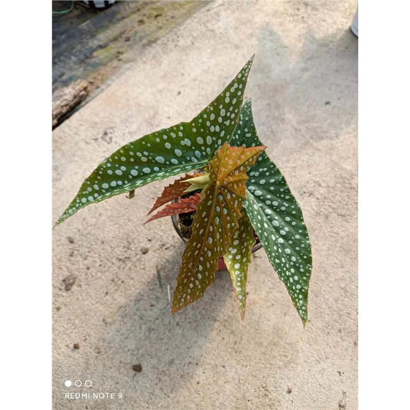 采缇竹节海棠鳟鱼富士山白冰秋海棠室内好养绿植ins网红植物荷兰进口