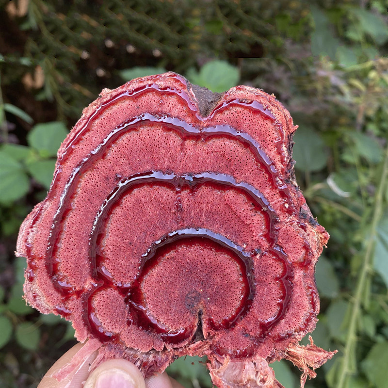 筱木屋 广西正宗野生鸡血藤根片中药材鸡血滕血风藤鸡血屯原材料泡茶