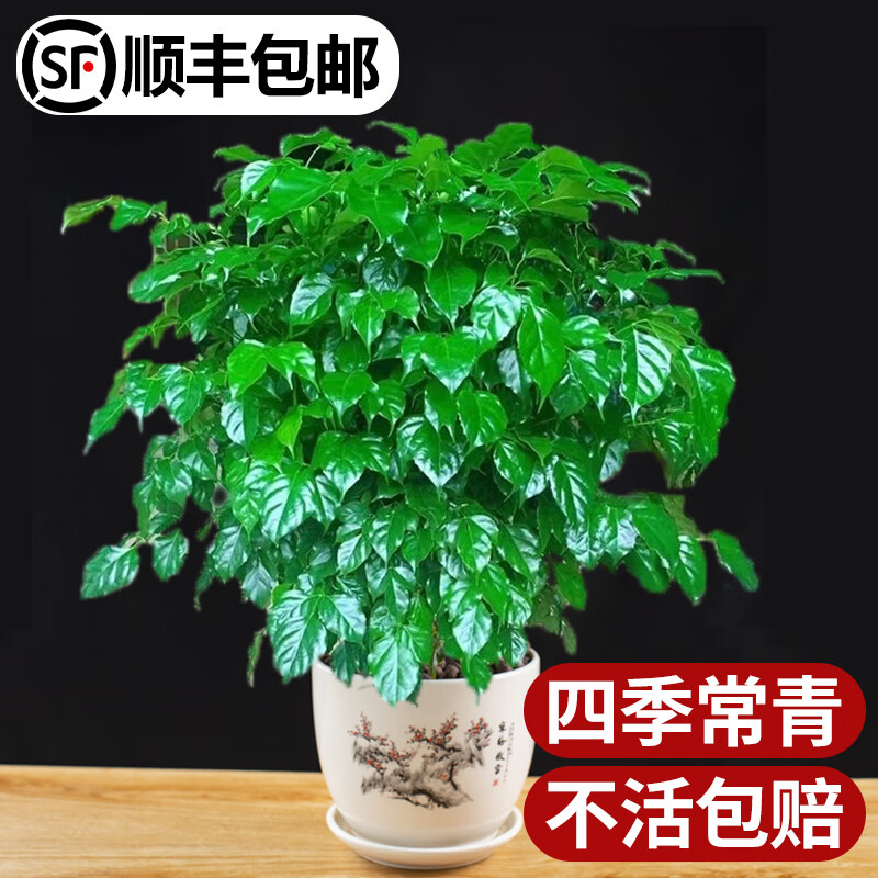 四季常青幸福树35-40厘米 不含盆