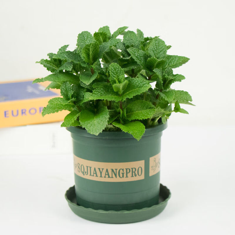 【精品绿植】薄荷盆栽可食用迷迭香驱蚊草室内水培柠檬新鲜薄荷叶植物