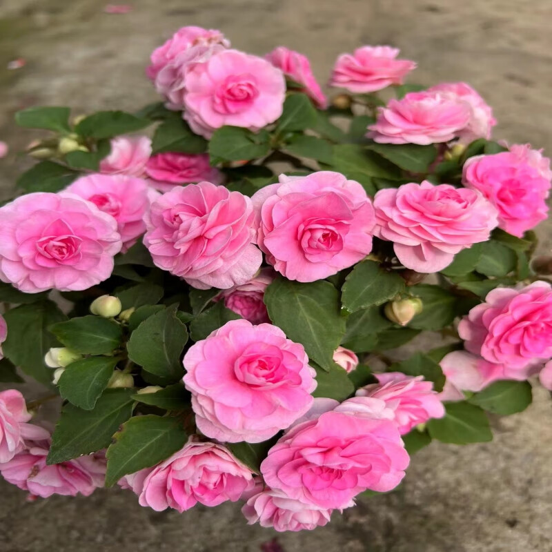 盆栽进口品种凤仙花苗耐热四季开花多年生带花发货 粉色_一次性简易盆