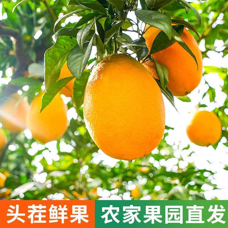 鲜咕正宗江西赣南脐橙当季新鲜水果橙子早橙赣州原产地整箱装直发 精选热卖【特大果】新鲜采摘 实惠推荐5斤装