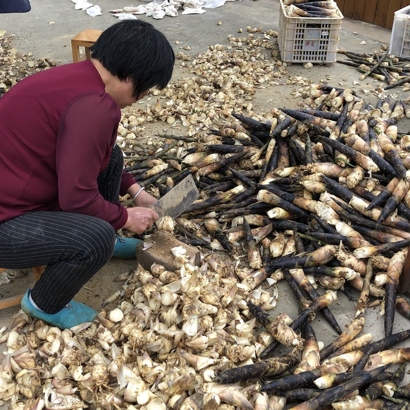 娇娇家的果园四川春笋蒲江雷笋新鲜现挖鲜竹笋现挖蔬菜加冰袋去老头发货 圆通四川雷笋5斤12到25根