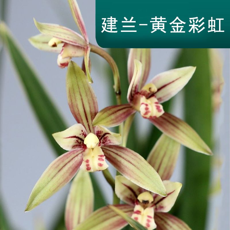 兰花苗金边艺草黄金彩虹室内四季建兰花卉绿植物盆栽 黄金彩虹5-6苗