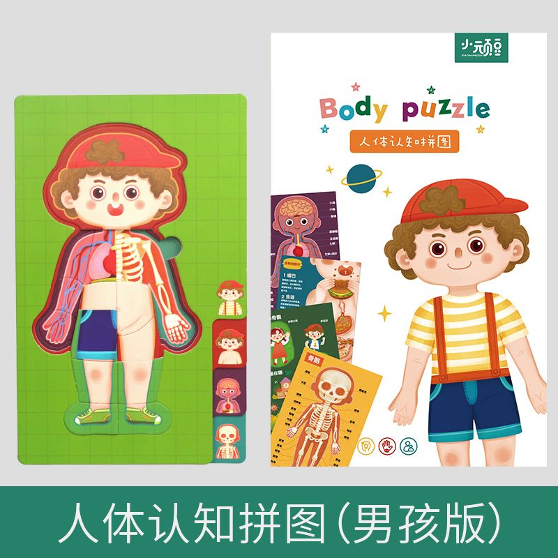 凡小熊儿童人体认知身体结构器官拼图片男孩女孩模型幼儿园教具玩具
