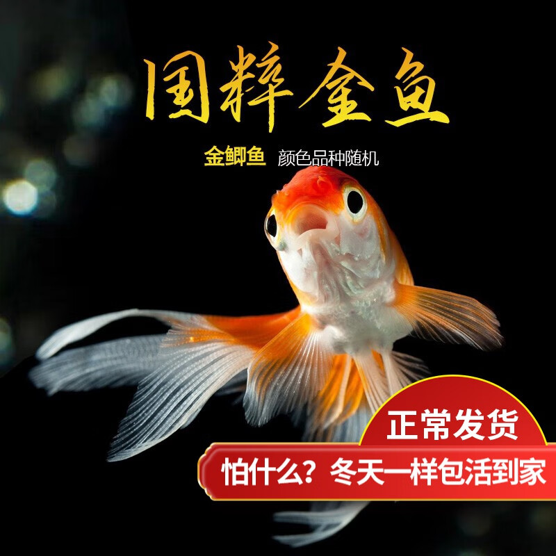 水族活体价格走势统计|水族活体价格走势图