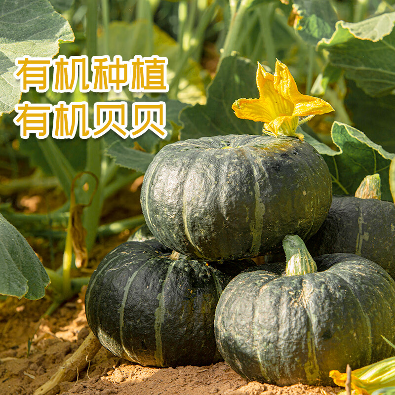 源漠有机贝贝南瓜 乌兰布和沙漠种植 限时供应 惠和一号 礼盒装 4粒装
