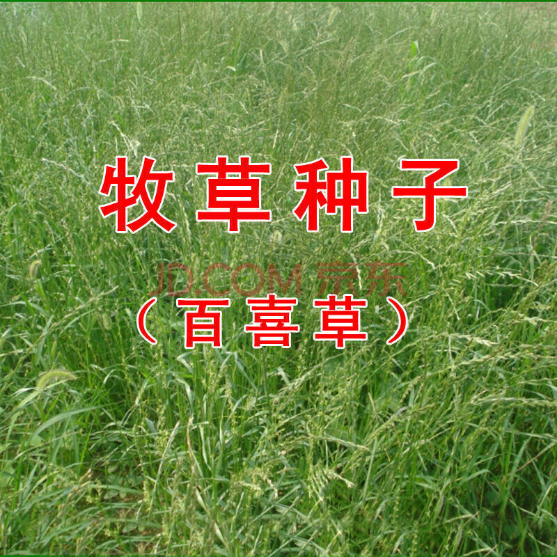 htyun牧草种子 黑麦草种子 南方北方都适合种植 抗旱高产 多年生四季