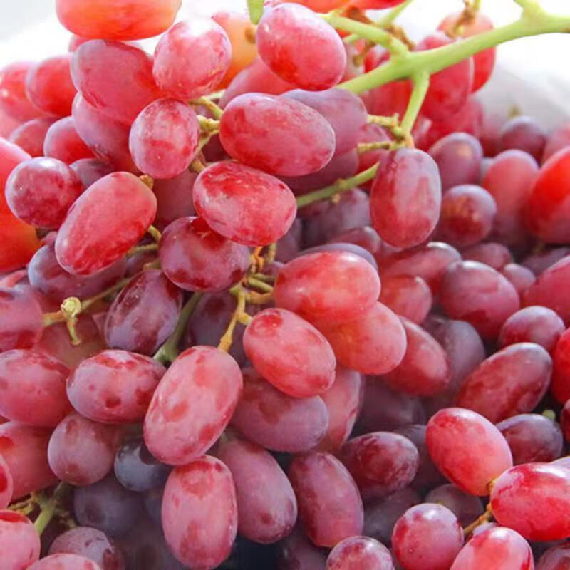 膳蓝鲜【顺丰5斤】新疆无籽马奶红提新鲜水果吐鲁番无籽葡萄脆甜提子1