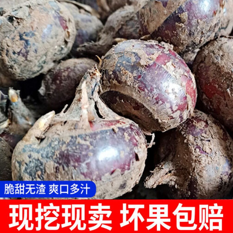尤乐嘉新马蹄【sf快递】现挖广西马蹄荸荠大果新鲜蔬菜地梨子5斤2斤带