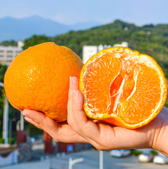 勇者无惧四川春见耙耙柑 新鲜应季爆浆爆汁纯甜柑橘整箱装年货水果礼盒 甄选果净重8斤单果80mm+