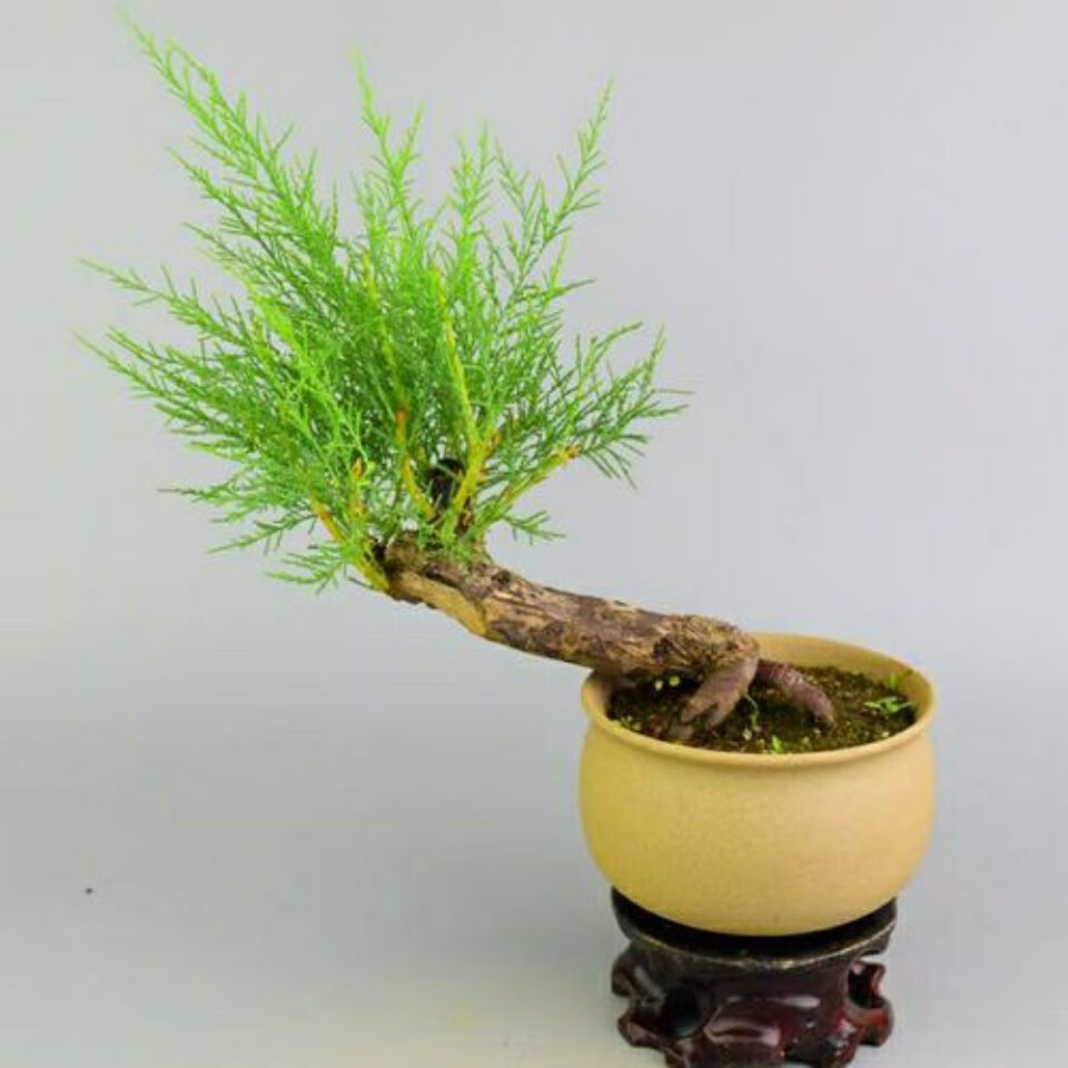 观音柳盆栽基地现挖室内花卉盆景耐寒耐干旱易养庭院防风观赏绿植麦桑