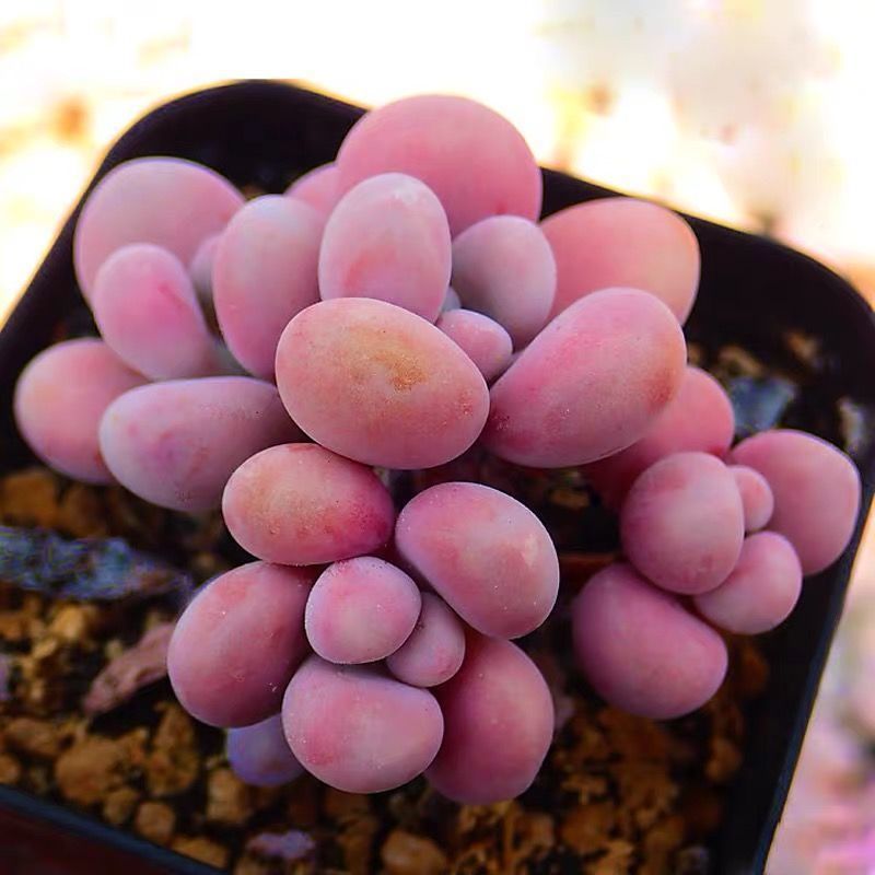 【精选】桃蛋桃之卵多肉植物盆栽组合老桩办公室内绿植肉肉腰子蛋花 