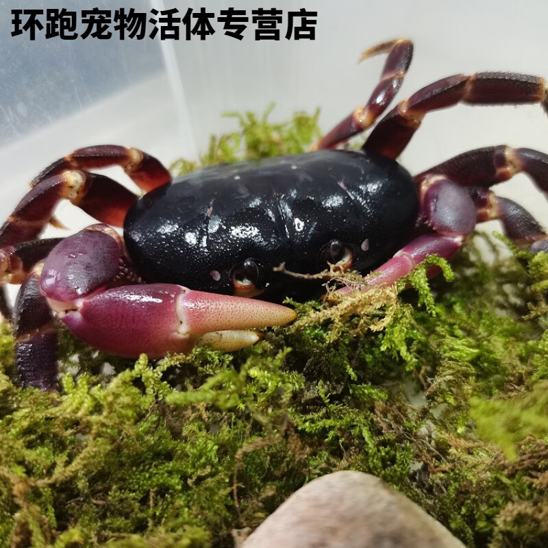 紫地蟹凶狠圆轴蟹格雷陆方蟹图氏蟹南海溪蟹恶魔蟹勾手蟹蓝尖肢 紫红