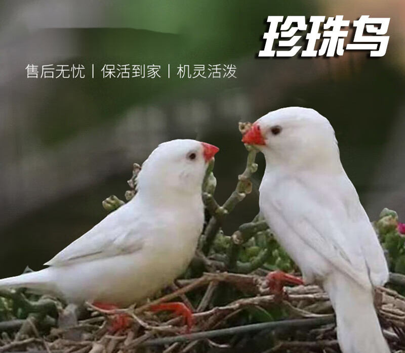 珍珠鸟活体宠物灰白珍珠繁殖小幼鸟袖珍鸟 纯白珍珠高品相.2个月