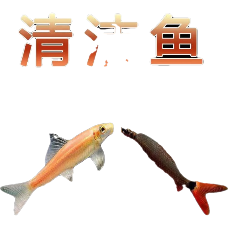 怎么看水族活体的价格走势曲线|水族活体价格历史