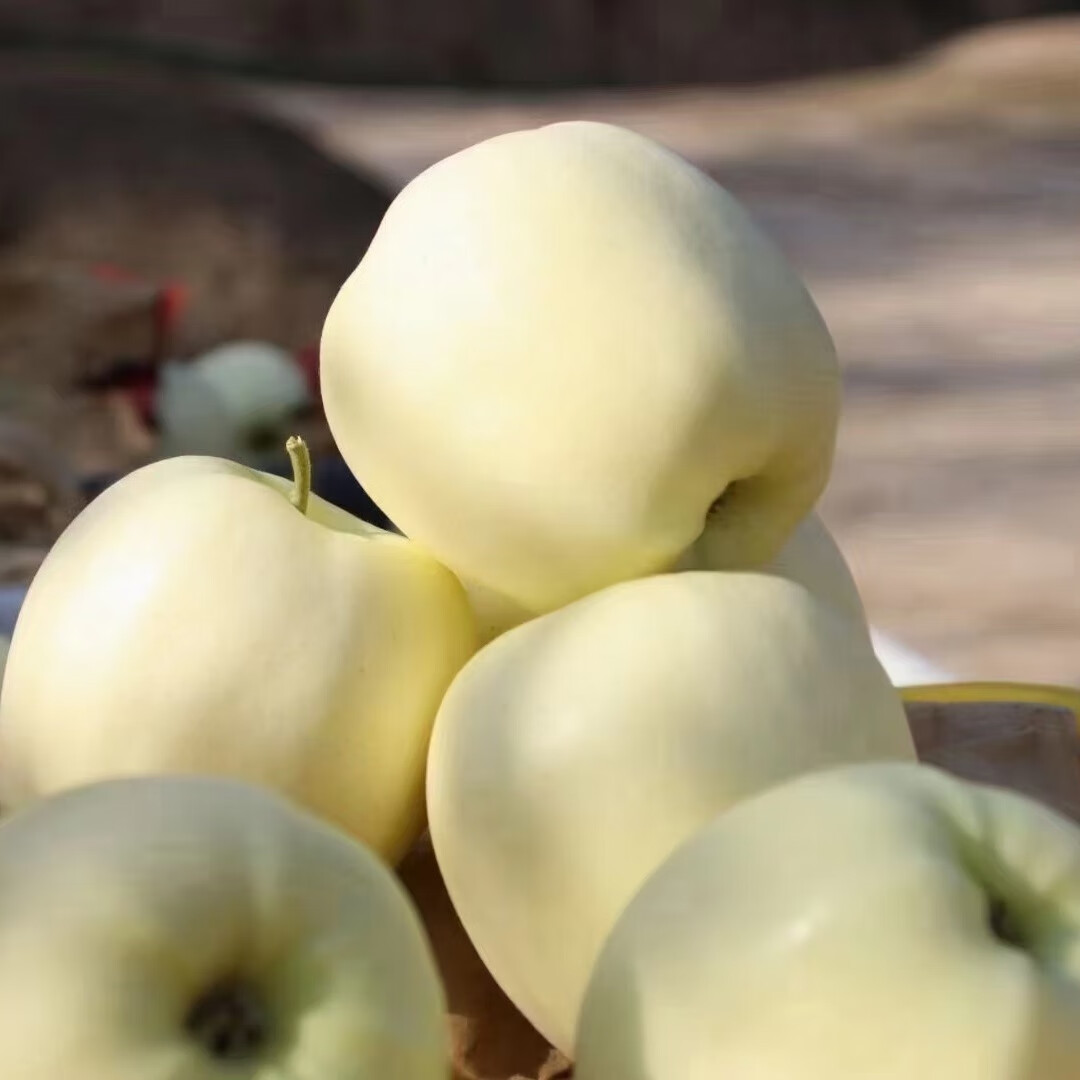 陇琛源甘肃山地苹果黄元帅苹果黄苹果酸甜可口产地直发净重9.
