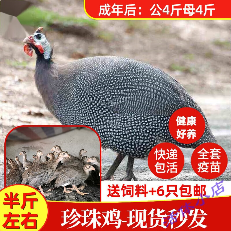半斤珍珠鸡苗小鸡活体真珠鸡苗肉鸡蛋鸡土鸡会飞活苗脱温苗观赏鸡