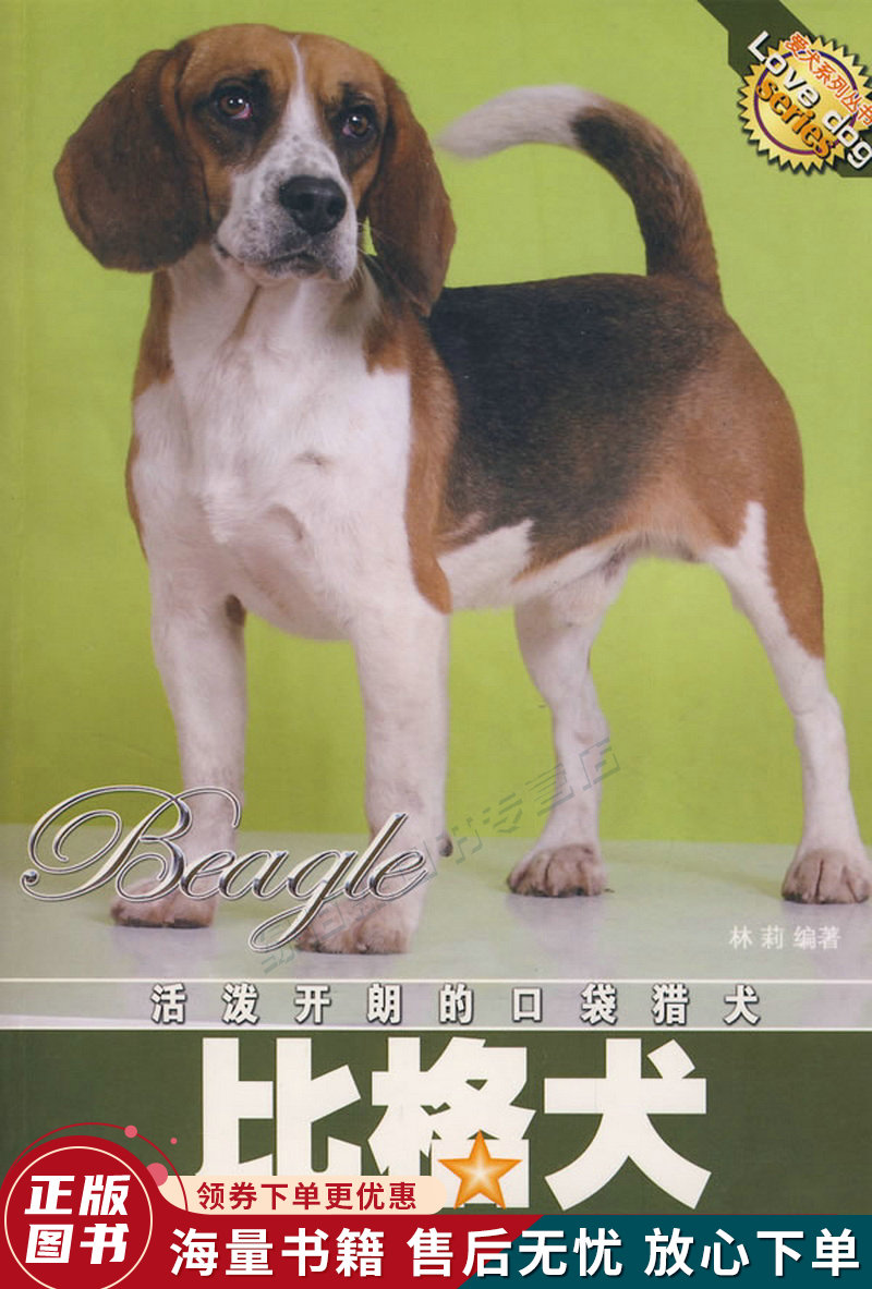 活泼开朗的口袋猎犬:比格犬