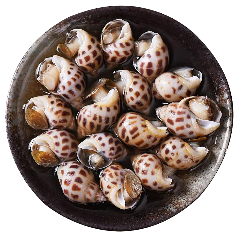 【活鲜】御鲜之王 鲜活花螺 海鲜贝类水产 花螺500g  45只左右/斤