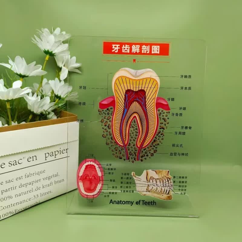 全套口腔医院医患沟通模型新款工具牙科瓷牙亚克力摆台 牙齿解剖图