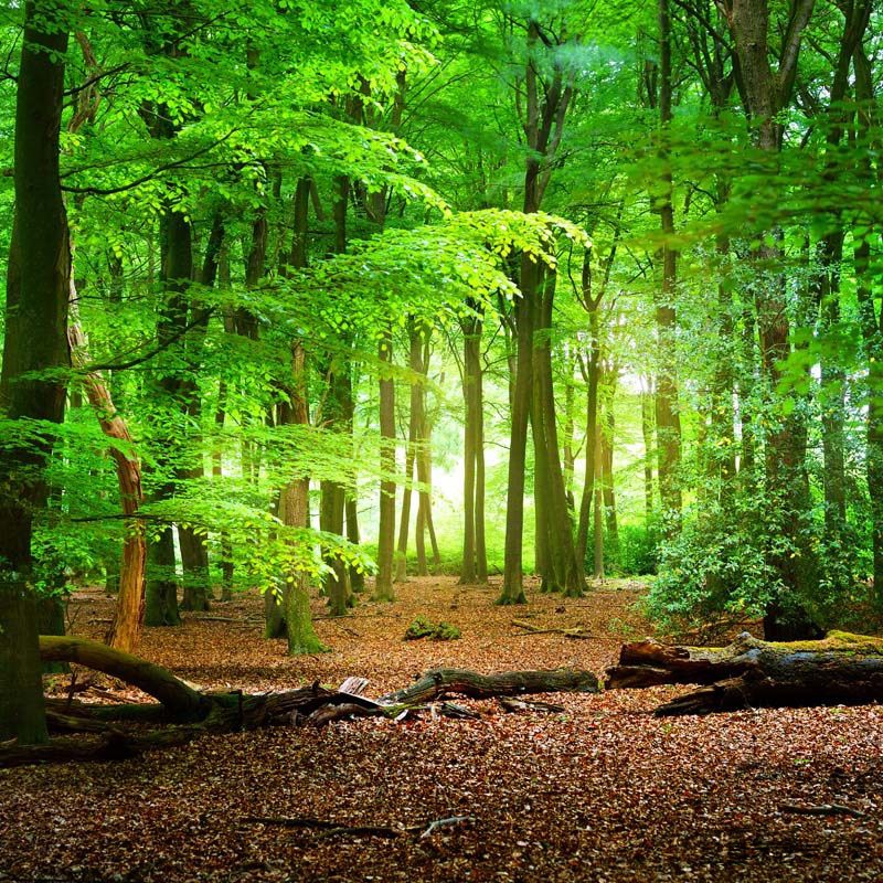 芍萌(shaomeng)网红森林背景布 客厅ins风挂布 挂毯宿舍改造卧室布置