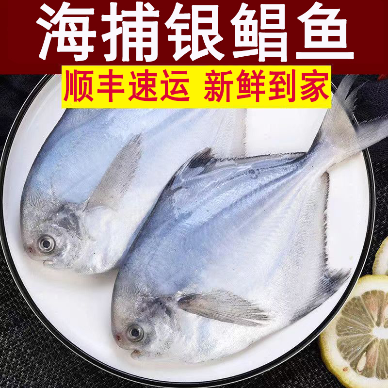 银鲳鱼新鲜冷冻银昌鱼生鲜鱼类海昌鱼 3斤装