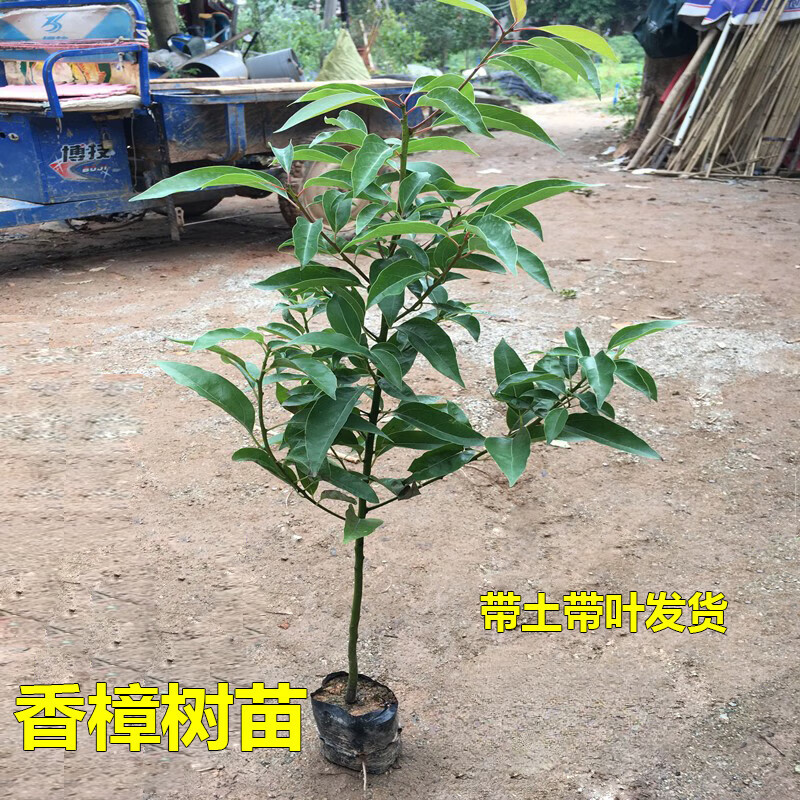 植果缘香樟树苗龙脑樟树驱蚊驱虫小叶香樟木树名贵苗木庭院绿化风景