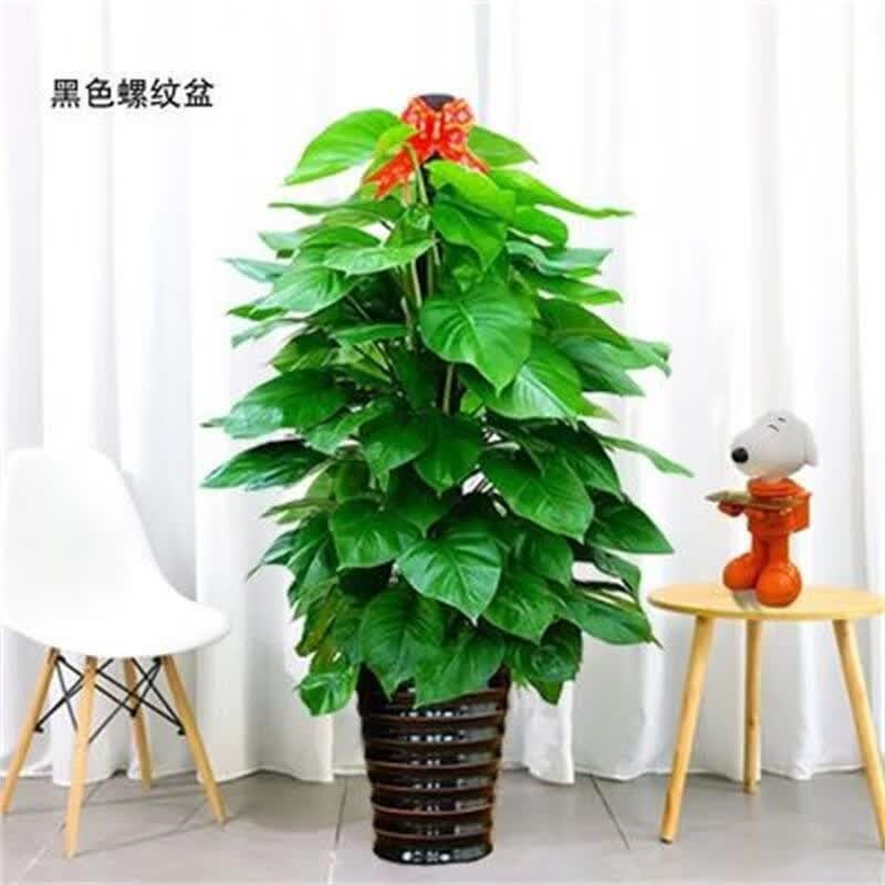 花友大绿萝盆栽植物花卉花木办公室大叶绿萝柱 