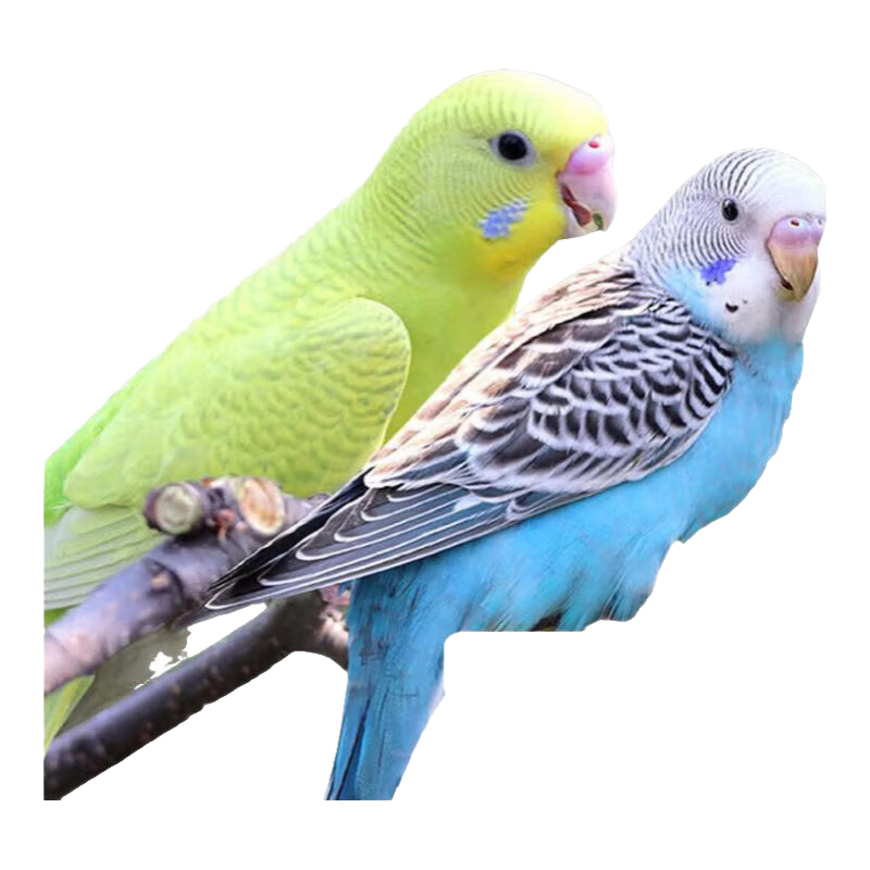 虎皮鸚鵡活鳥中小型會說話寵物鳥活物手養(yǎng)玄鳳幼鳥活體順豐包郵 純手養(yǎng)藍(lán)皮+黃皮+豪華籠套餐