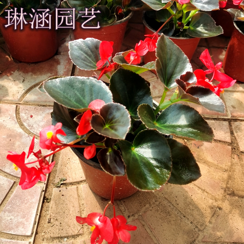 花发货室内外庭院阳台四季开花卉好养盆栽植物单瓣 四季海棠(红叶)1盆