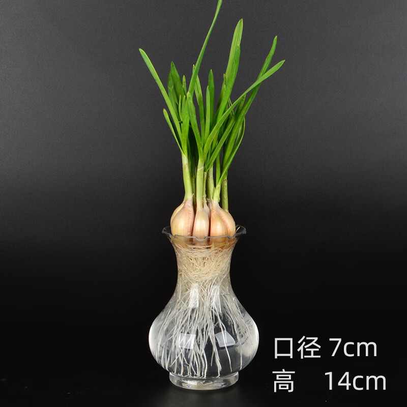 没发芽大蒜 细腰透明瓶