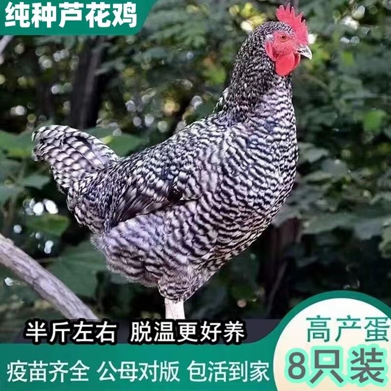 一斤汶上芦花鸡活体半大芦花鸡苗脱温鸡小鸡苗 一斤黑芦花鸡1公3母鸡