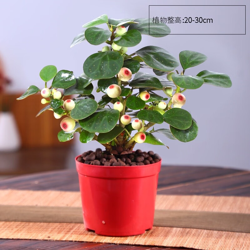 小冤家小盼菩提樹盆栽綠植物室內(nèi)花盆景辦公室桌面觀葉四季客廳好養(yǎng)活樹 菩提【帶果發(fā)貨】原盆原土