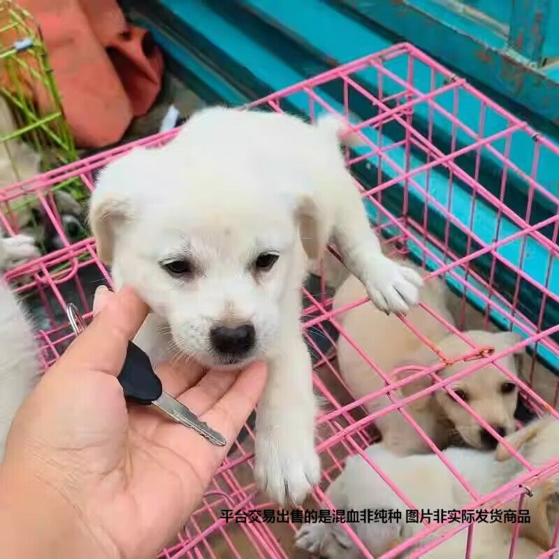 中华田园犬幼崽活体大黄狗黄狗土狗大骨架看家护院看门狗幼犬活体 田园级 白色土狗 公