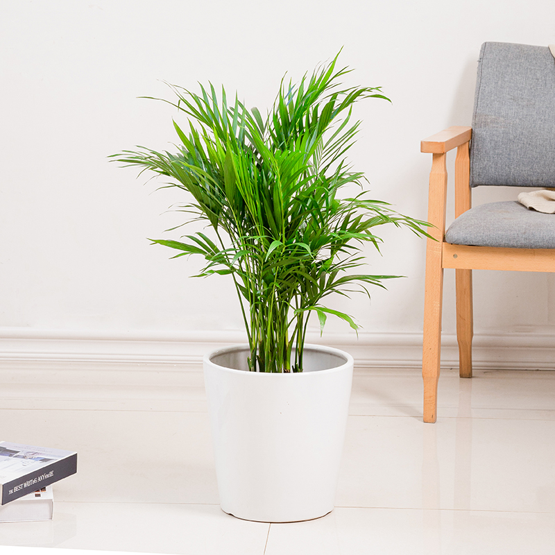 泥趣 大型绿植物盆栽花卉客厅散尾葵凤尾竹办公室内盆景 50-70厘米不含盆怎么看?