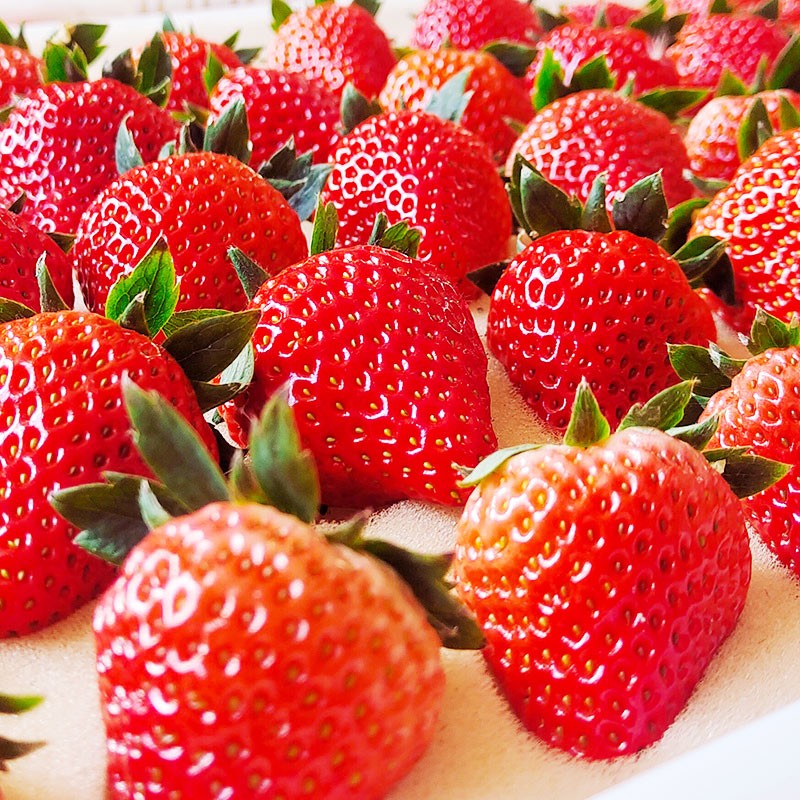 【专享】丹东99牛奶草莓新鲜水果应当季红颜奶油大甜草莓农场直发礼盒 3斤草莓大果（净重2.8斤）