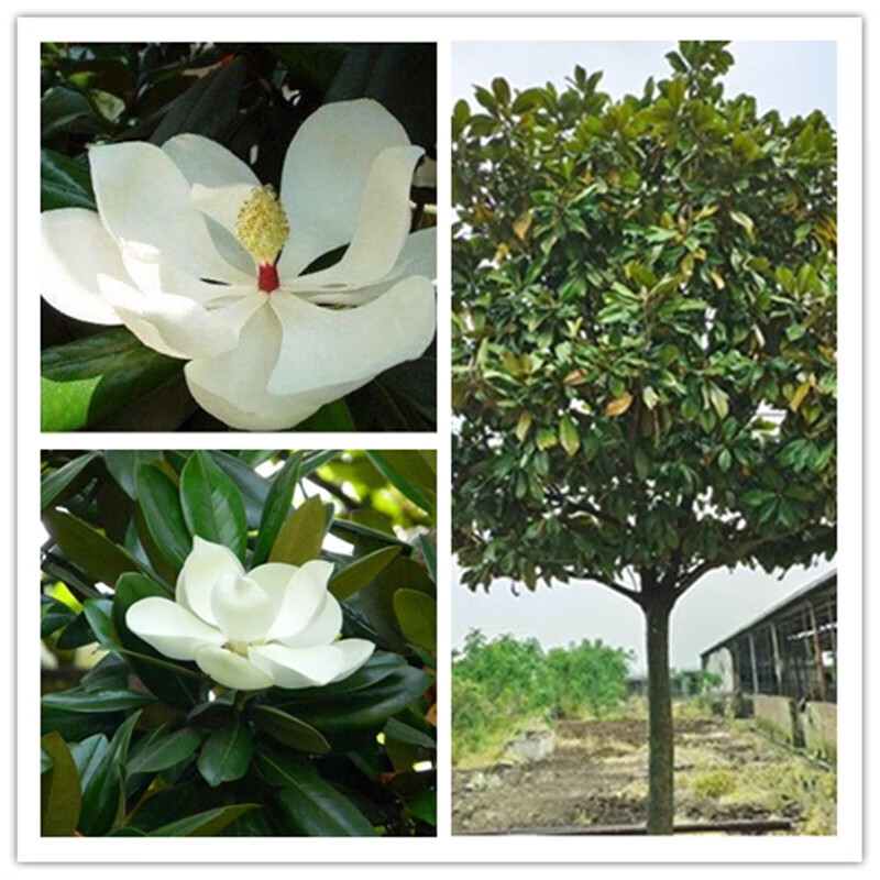 暮青广玉兰大树荷花白玉兰树苗四季常青绿化工程苗庭院道路行道风景树